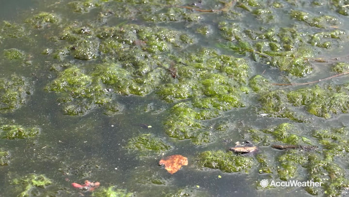 Toxic Algae Blooming Around Garden State Kare11 Com