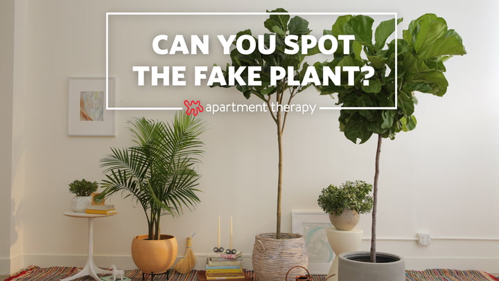 Can You Spot The Fake Plant