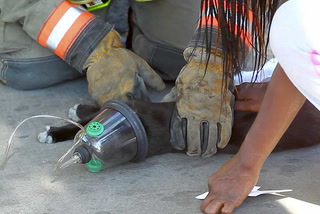 Firefighter rescues cat