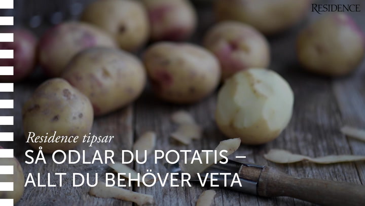 Så odlar du potatis - fem enkla tips
