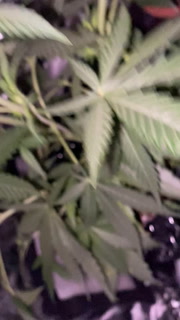UPDATE 1st grow tips advice support appreciated 