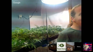 Growing With Fishes Aquaponic Cannabis Podcast Episode 38 w Spectrum King LED