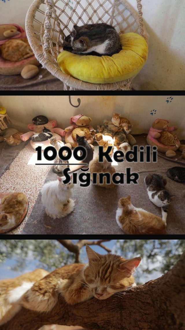 1000 kedili sığınak
