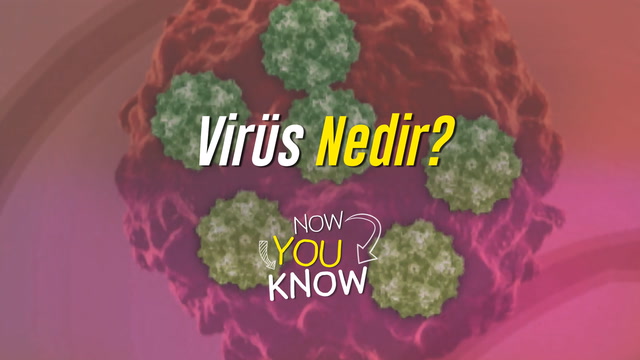 Now You Know - Virüs nedir?