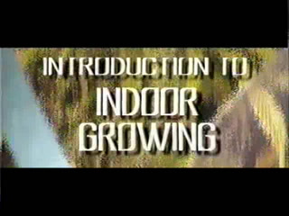 Aprenda tudo sobre o cultivo indoor