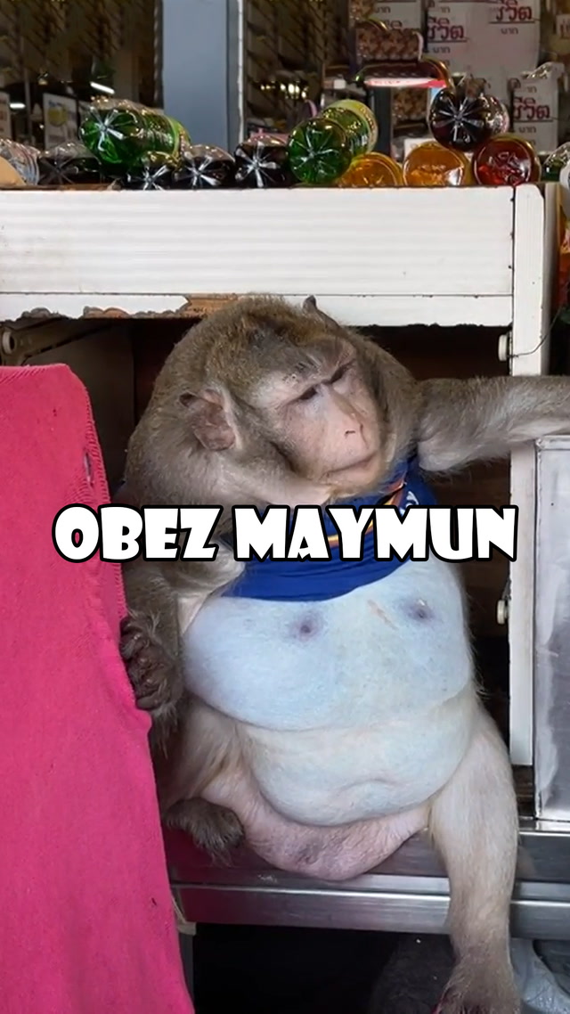 Obez maymun