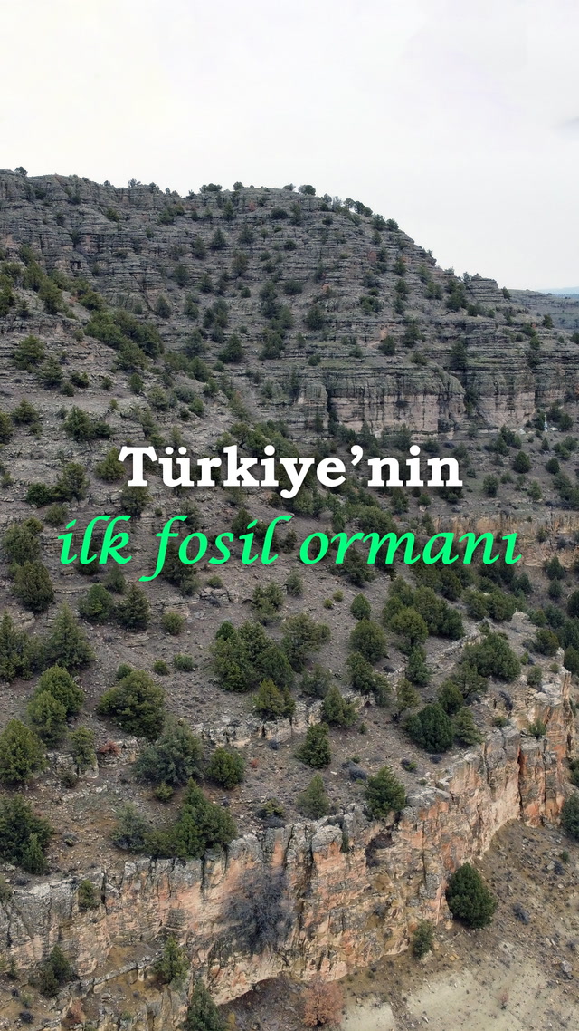 Türkiye'nin ilk fosil ormanı 