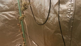 SkyBuds Organic Grow Room Living Soil Experiment #82 