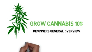 Grow Cannabis 101: General Overview