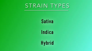 Strain Types: Sativa vs. Indica vs. Hybrid