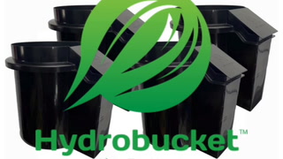 #marshydroblackfriday Runtz end of wk 6 in  Hydrobucket RDWC with Mars Hydro  FC4800 & TNB Naturals 