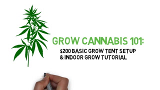 Grow Cannabis 101: Basic Grow Tent & Indoor Grow Tutorial