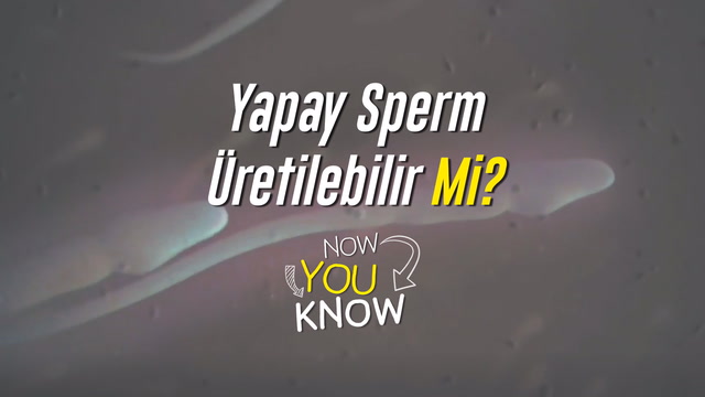 Now You Know - Yapay sperm üretilebilir mi?