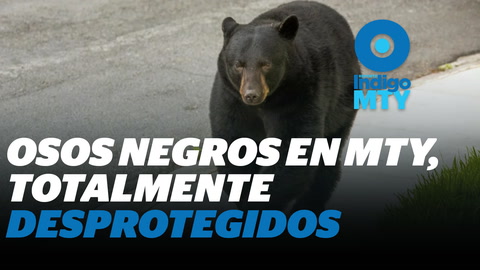 Osos en Nuevo León: ¿quién invade a quién? | Reporte Indigo