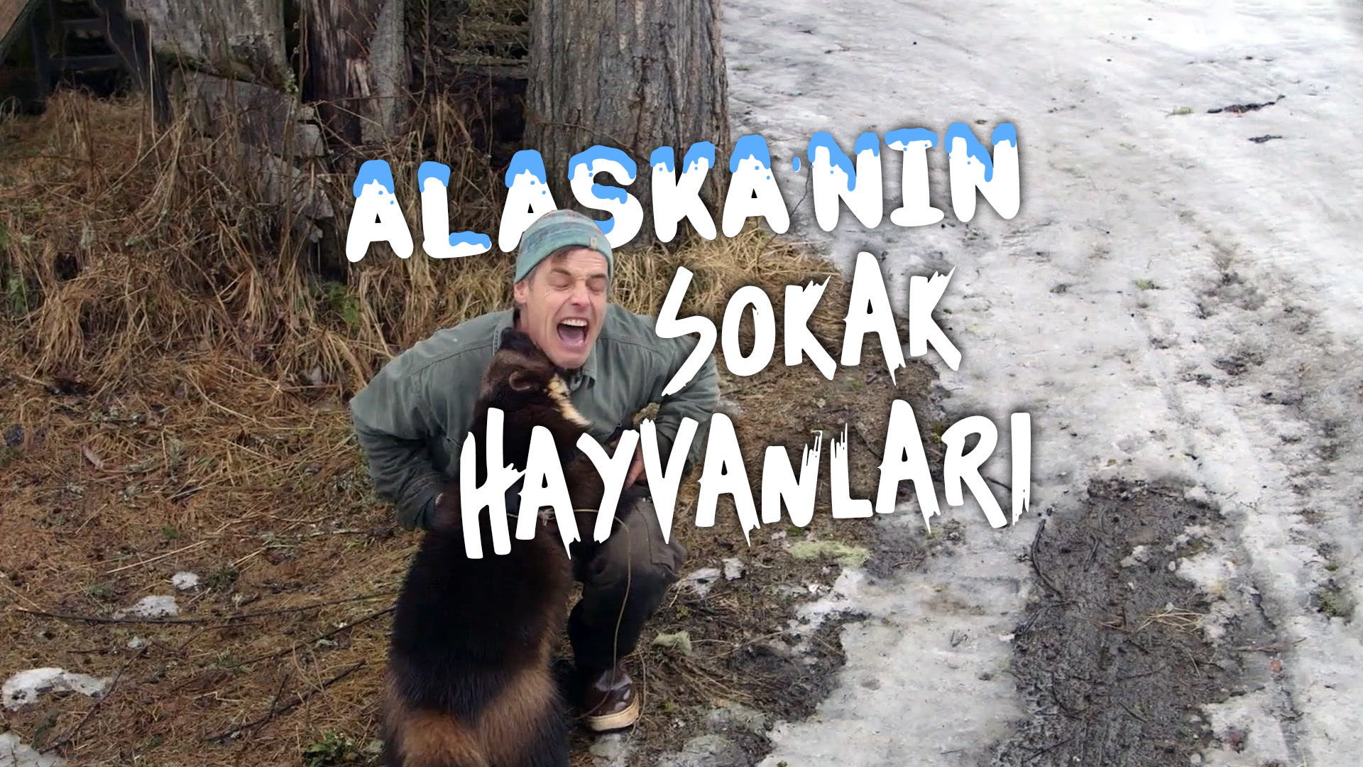Alaska'nın Sokak Hayvanları