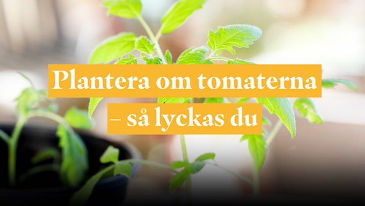 Plantera om tomaterna - så lyckas du!