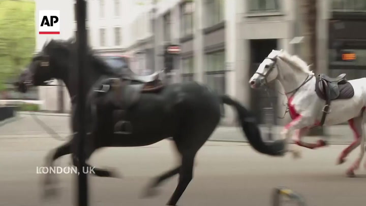 Military horses run loose in central London, injuring 4 people