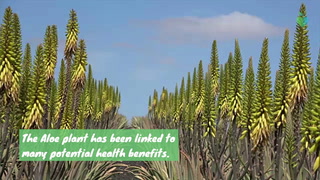 6 Health Benefits Of Aloe