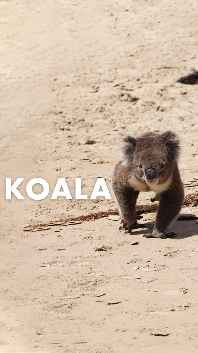 Kızgın kumlardan şirin koalaya