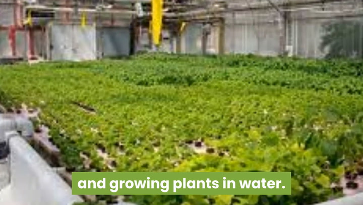 Aquaponics | An excellent Choice to consider for your food production