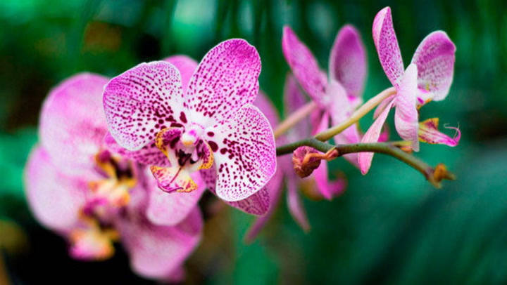 Superknepet som får din orkidé att blomma igen