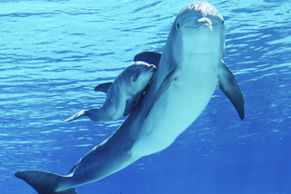 Baby dolphin makes a big splash in Las Vegas – Video