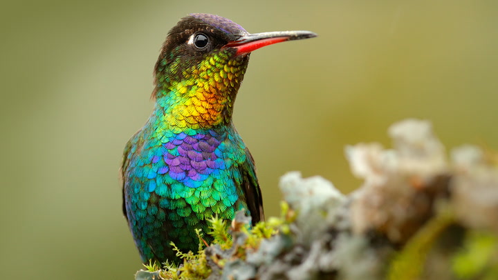 all about hummingbirds