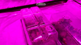 How To Use Your Trays And Clone Domes To Promote Healthy Rooting In Your Freshly Taken Clones!