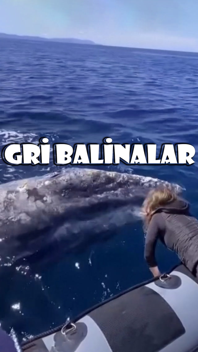 Dost canlısı gri balinalar