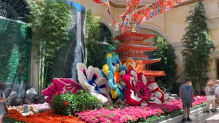 Bellagio opens to guests – Video