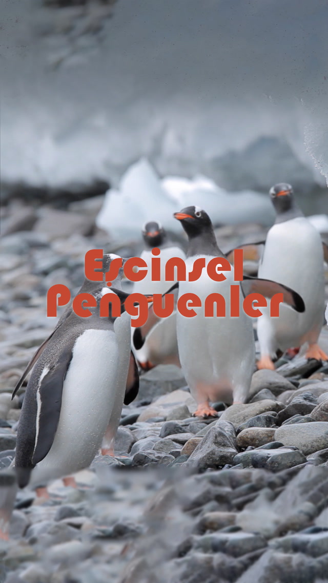 Eşcinsel penguenler baba oldu
