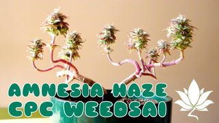 Weedsai Amnesia Haze CPC