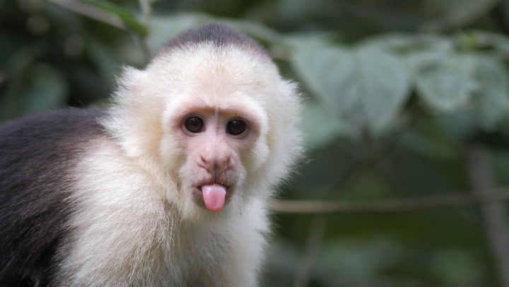 Keeping And Caring For Pet Capuchin Monkeys,How Many Quarters In A Dollar