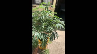 Outdoor Grow Update July 31-Aug 1 / Pharaohs Kush + The OOPS