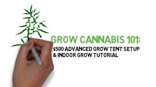 Grow Cannabis 101: Advanced Grow Tent Setup & Indoor Grow Tutorial