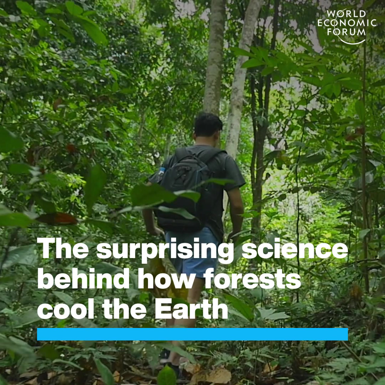 How Forests Cool The Earth | World Economic Forum