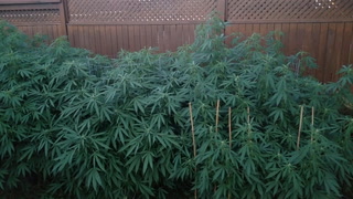 Outdoor Cannabis Garden Tour 2020 - August 30 - First Week of Flower - Does Music Increase Growth?