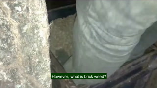 BRICK WEED! How to wash it and where does it come from? | BRAZILIAN WEED AND FAVELAS