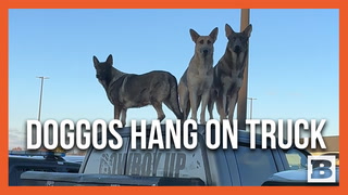 Dogs Hang Out on Top of Truck in Rural King Parking Lot