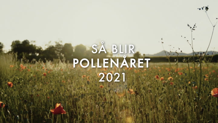 Experten om pollenåret 2021: "Kraftig blomning"
