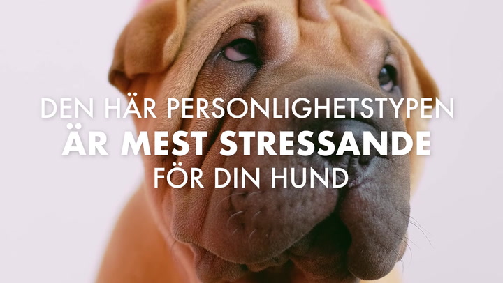 TV: Den här personlighetstypen är mest stressande för din hund