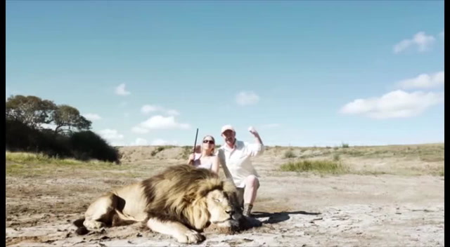 Footage of lion taking revenge by mauling big-game hunters is hoax | Nature  | News 