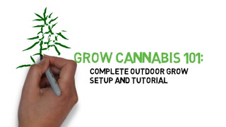 Grow Cannabis 101: Complete Outdoor Grow Setup and Tutorial