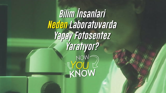 Now You Know? - Bilim insanları neden laboratuvarda yapay fotosentez yaratıyor?