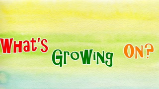 Grow Room & Plant Update Oct 20 2019