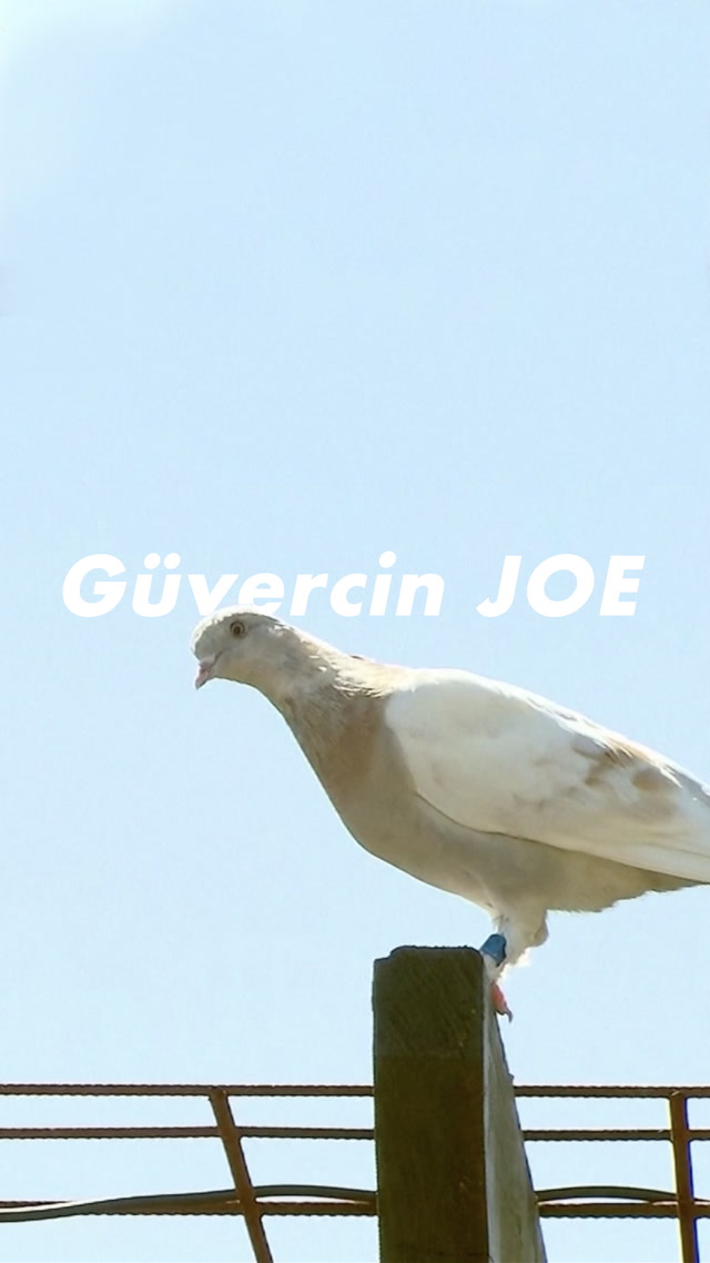 Diplomatik krize yol açan güvercin Joe