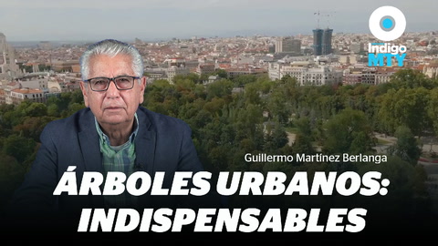 Árboles urbanos: indispensables en la ciudad | Indigo MTY