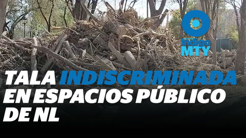 "Parques y plazas de NL desoladas ante tala de árboles" | Reporte Indigo