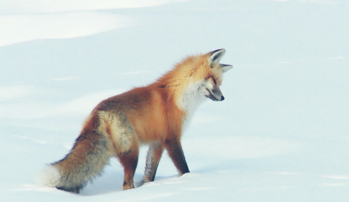 Juste un renard roux penchant la tête dans la neige
