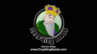 KNOW THE DIFFERENCE BETWEEN MALE AND FEMALE MARIJUANA PLANTS - CROP KING SEEDS